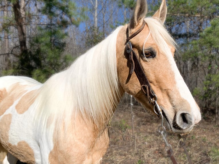 Fox trotter de Missouri Yegua 9 años 142 cm Tobiano-todas las-capas in Whitley City KY