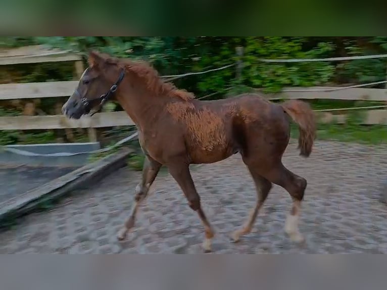 Fox trotter de Missouri Yegua  153 cm Alazán-tostado in Winterwerb