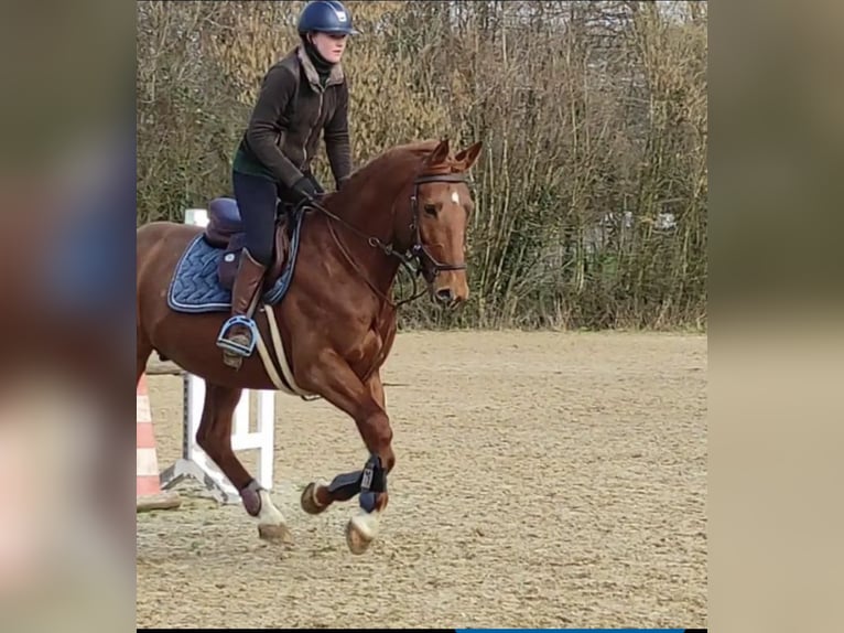 Francés de silla (Selle francais) Caballo castrado 10 años 160 cm Alazán in Douville en auge