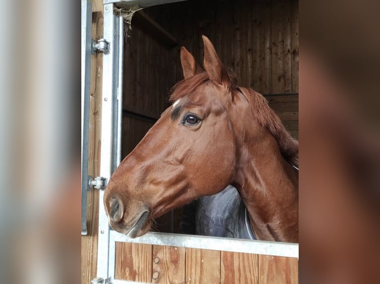 Francés de silla (Selle francais) Caballo castrado 10 años 160 cm Alazán in Douville en auge