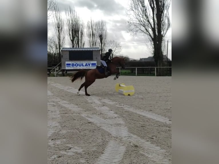 Francés de silla (Selle francais) Caballo castrado 10 años 160 cm Alazán in Douville en auge