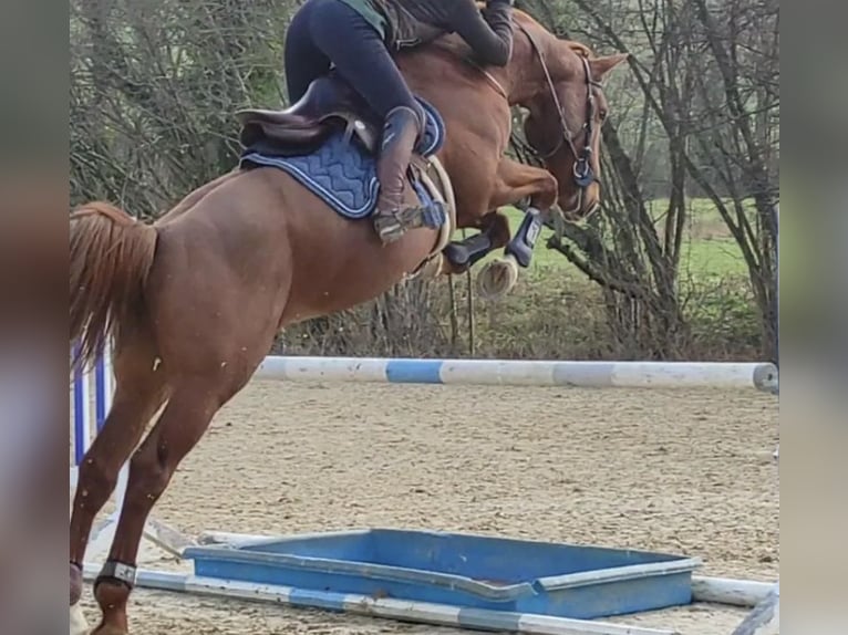 Francés de silla (Selle francais) Caballo castrado 10 años 160 cm Alazán in Douville en auge