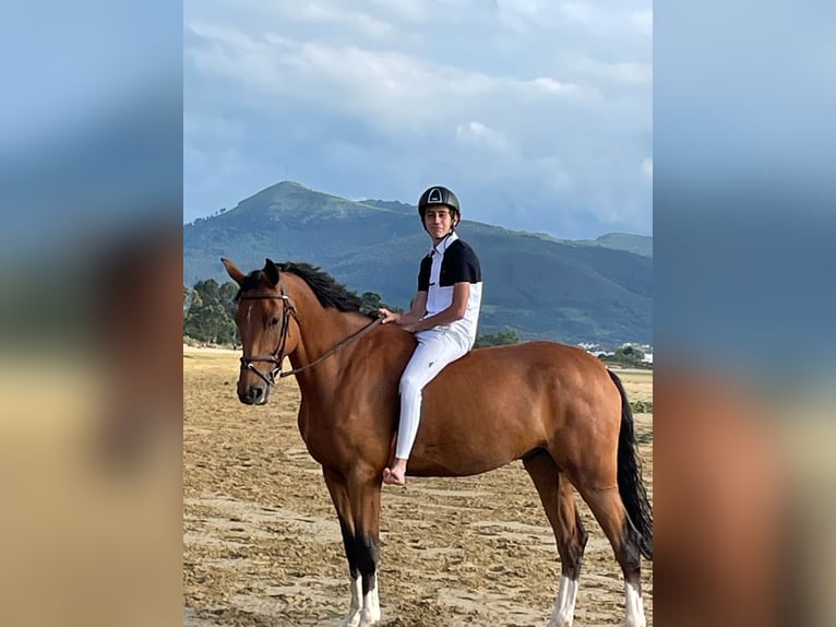 Francés de silla (Selle francais) Caballo castrado 10 años 165 cm Castaño in Finca San Blas, San Martín De la Vega Madrid