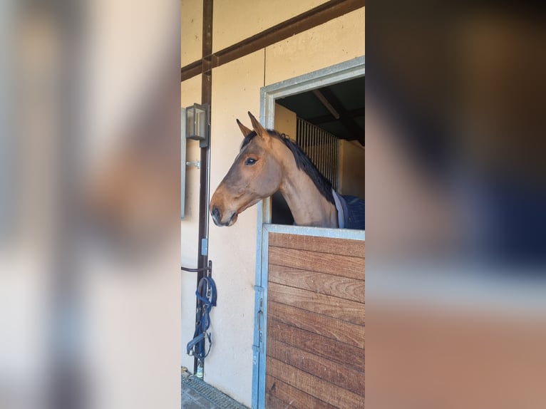 Francés de silla (Selle francais) Caballo castrado 10 años 165 cm Castaño in Finca San Blas, San Martín De la Vega Madrid