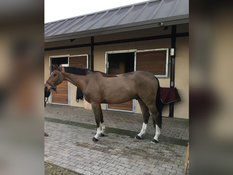 Francés de silla (Selle francais) Caballo castrado 10 años 165 cm Castaño in Finca San Blas, San Martín De la Vega Madrid