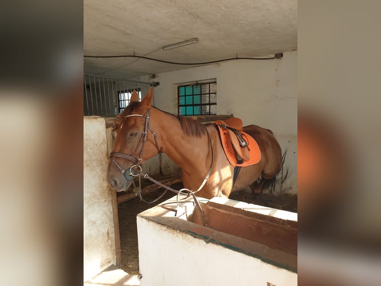 Francés de silla (Selle francais) Caballo castrado 10 años 168 cm Alazán in Dörentrup