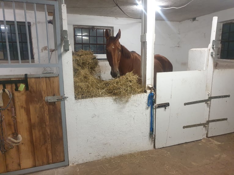 Francés de silla (Selle francais) Caballo castrado 10 años 168 cm Alazán in Dörentrup