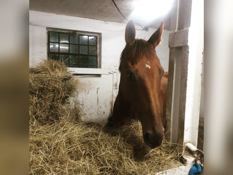 Francés de silla (Selle francais) Caballo castrado 10 años 168 cm Alazán in Dörentrup