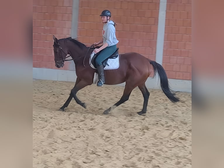 Francés de silla (Selle francais) Caballo castrado 10 años 168 cm Castaño in Lage