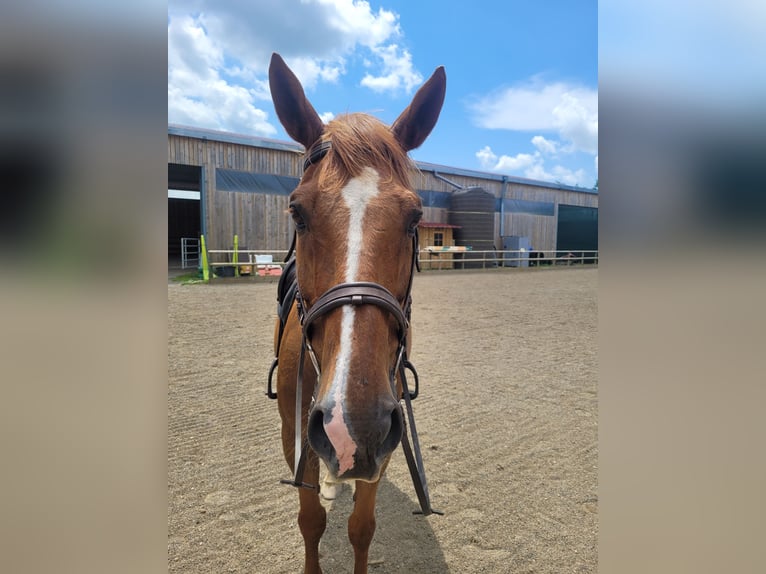 Francés de silla (Selle francais) Caballo castrado 10 años 170 cm Alazán in longessaigne