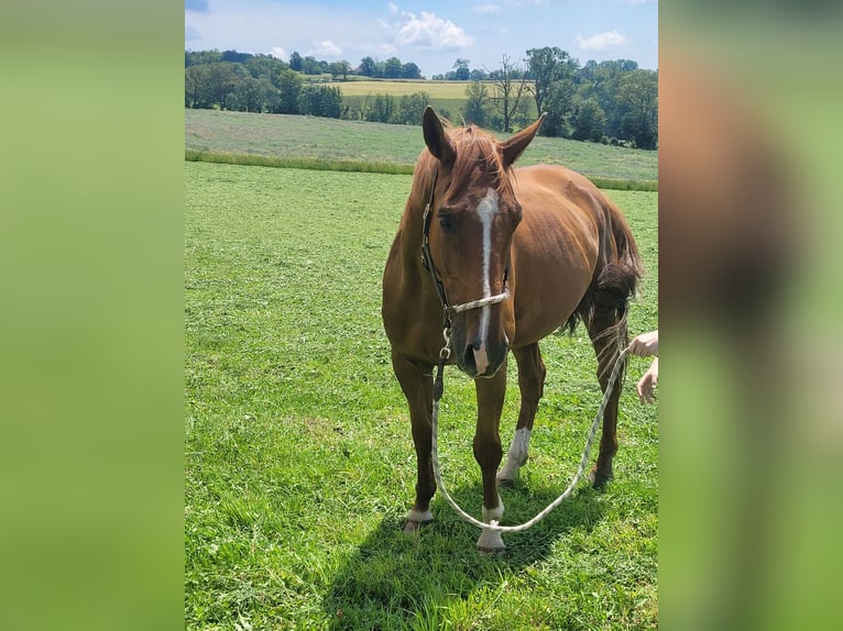 Francés de silla (Selle francais) Caballo castrado 10 años 170 cm Alazán in longessaigne