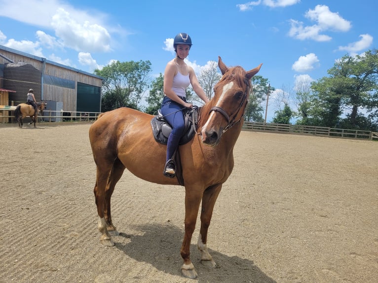 Francés de silla (Selle francais) Caballo castrado 10 años 170 cm Alazán in longessaigne