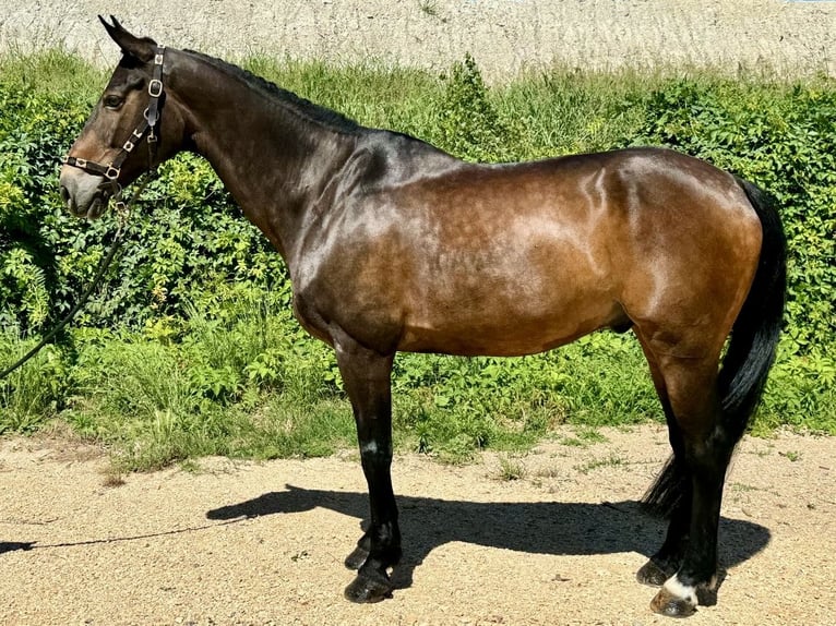 Francés de silla (Selle francais) Caballo castrado 10 años 170 cm Castaño in GROTE-BROGEL