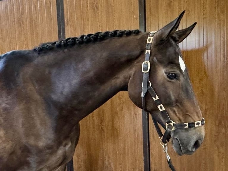 Francés de silla (Selle francais) Caballo castrado 10 años 170 cm Castaño in GROTE-BROGEL