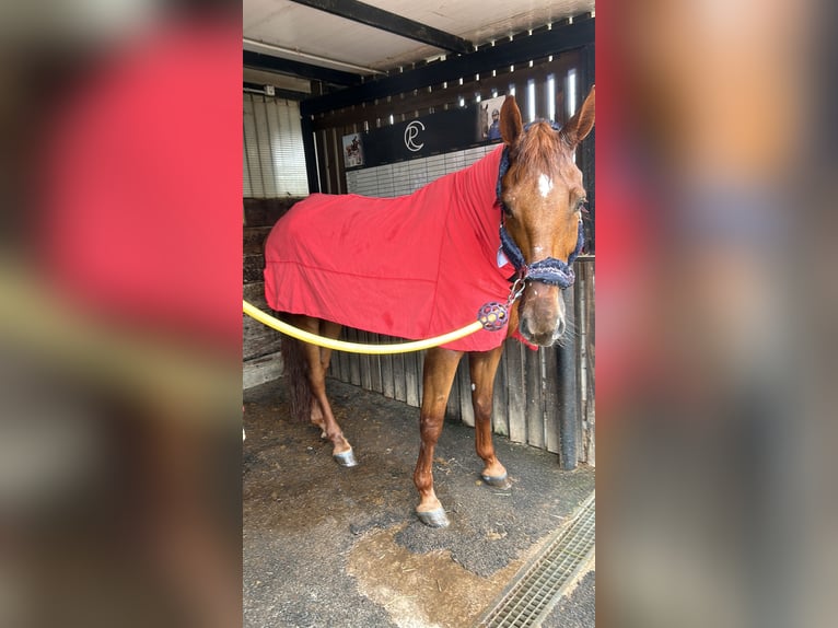 Francés de silla (Selle francais) Caballo castrado 10 años 172 cm Castaño rojizo in Arteixo