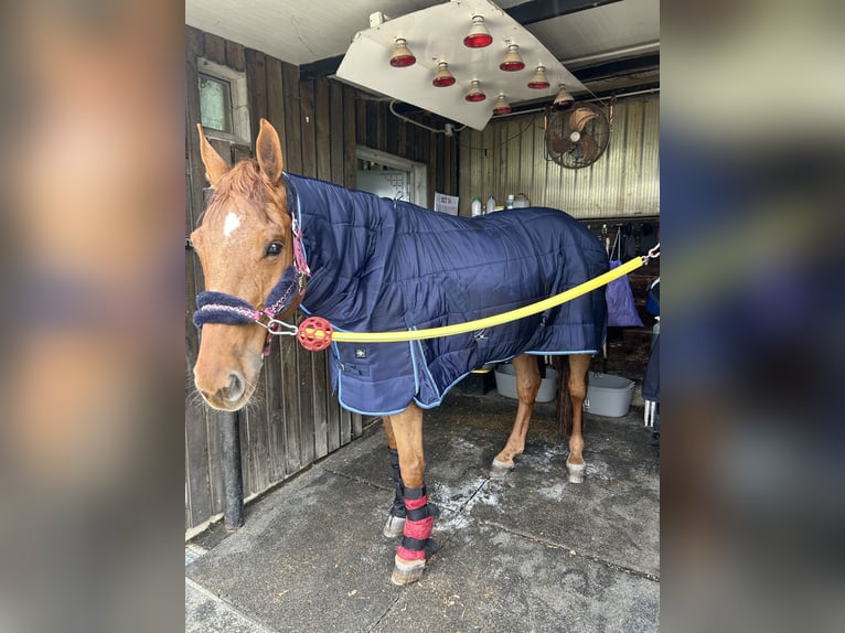 Francés de silla (Selle francais) Caballo castrado 10 años 172 cm Castaño rojizo in Arteixo