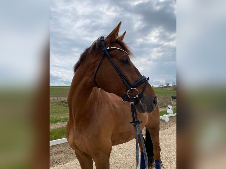 Francés de silla (Selle francais) Caballo castrado 10 años 175 cm Alazán-tostado in Sabro