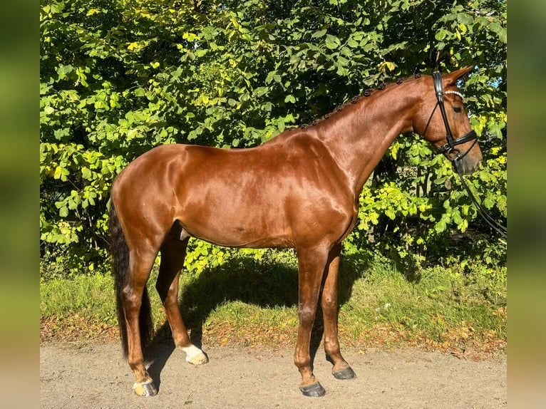 Francés de silla (Selle francais) Caballo castrado 10 años 175 cm Alazán-tostado in Sabro