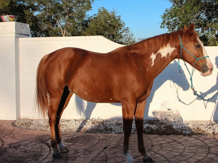 Francés de silla (Selle francais) Mestizo Caballo castrado 11 años 152 cm Alazán-tostado in Richmond