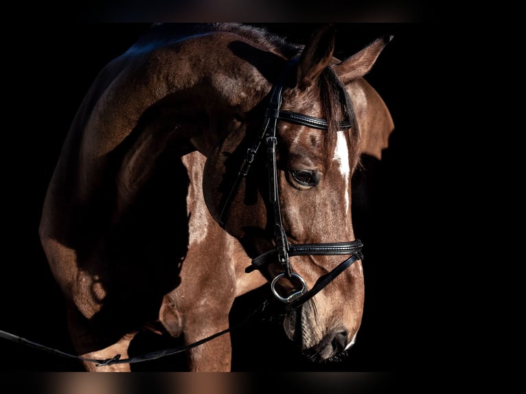 Francés de silla (Selle francais) Caballo castrado 11 años 163 cm Castaño in Berg am Irchel