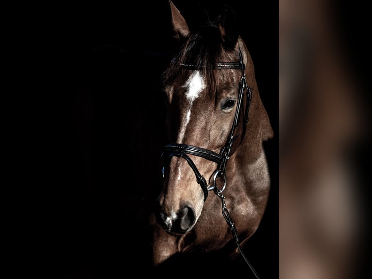 Francés de silla (Selle francais) Caballo castrado 11 años 163 cm Castaño in Berg am Irchel