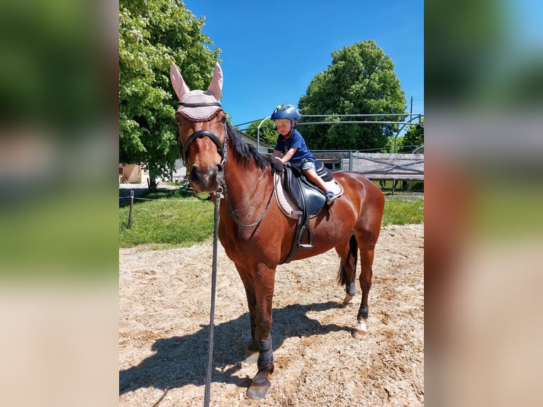 Francés de silla (Selle francais) Caballo castrado 11 años 163 cm Castaño in Berg am Irchel