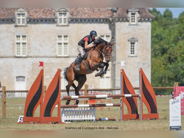 Francés de silla (Selle francais) Caballo castrado 11 años 163 cm Morcillo in Saint-Pardoux-du-Breuil