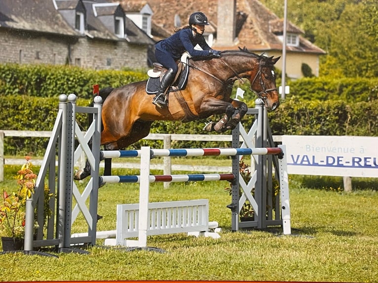 Francés de silla (Selle francais) Caballo castrado 11 años 167 cm Castaño oscuro in Chartres