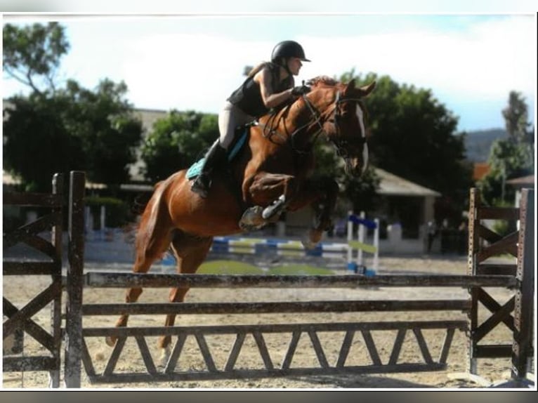 Francés de silla (Selle francais) Caballo castrado 11 años 175 cm Alazán in Hyères