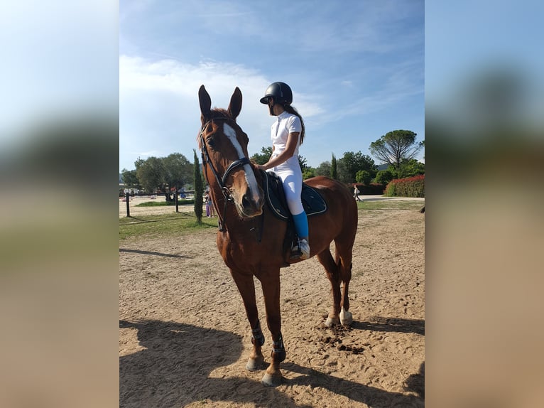 Francés de silla (Selle francais) Caballo castrado 11 años 175 cm Alazán in Hyères