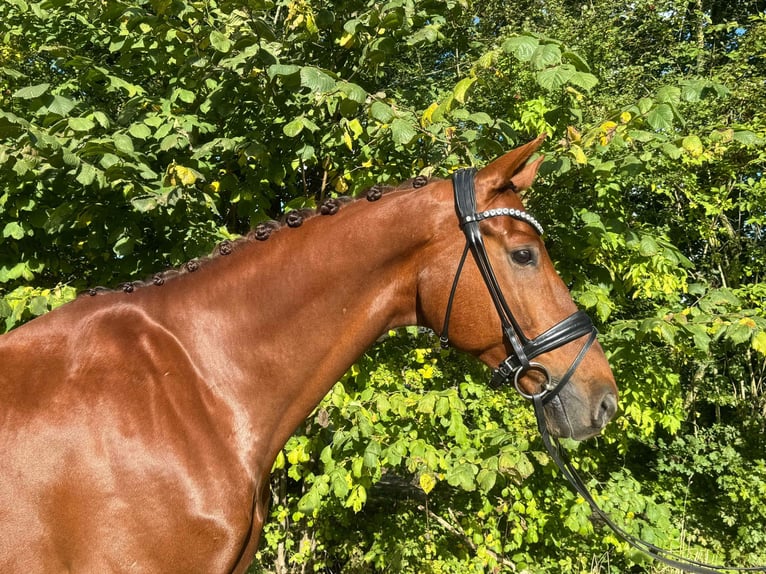 Francés de silla (Selle francais) Caballo castrado 11 años 175 cm Alazán-tostado in Sabro