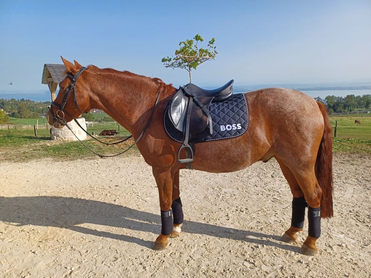 Francés de silla (Selle francais) Caballo castrado 12 años 147 cm Alazán in Auvernier