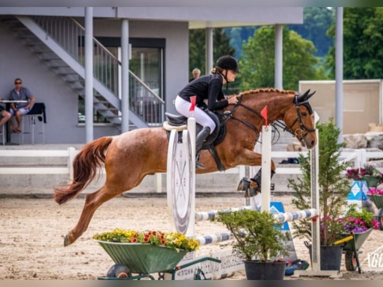 Francés de silla (Selle francais) Caballo castrado 12 años 147 cm Alazán in Auvernier