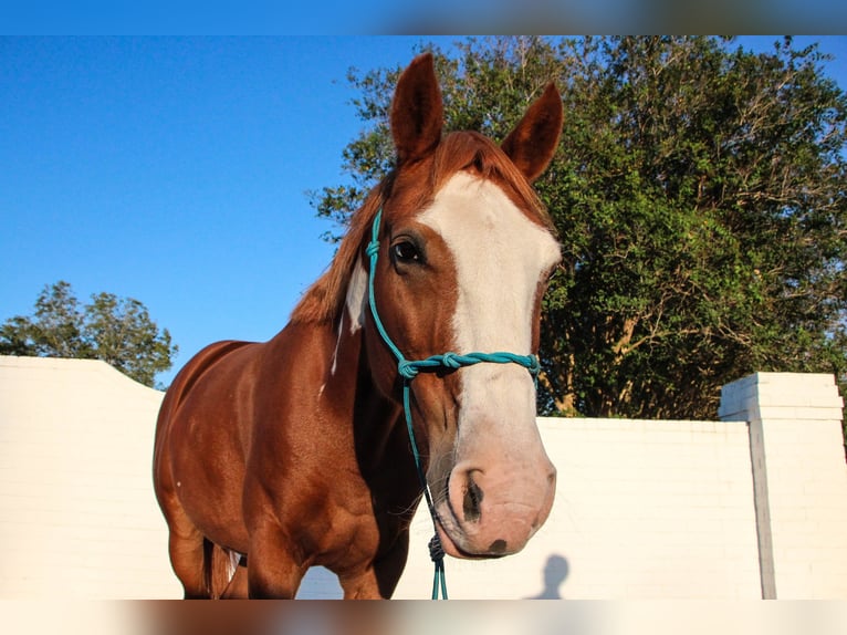 Francés de silla (Selle francais) Mestizo Caballo castrado 12 años 152 cm Alazán-tostado in Richmond