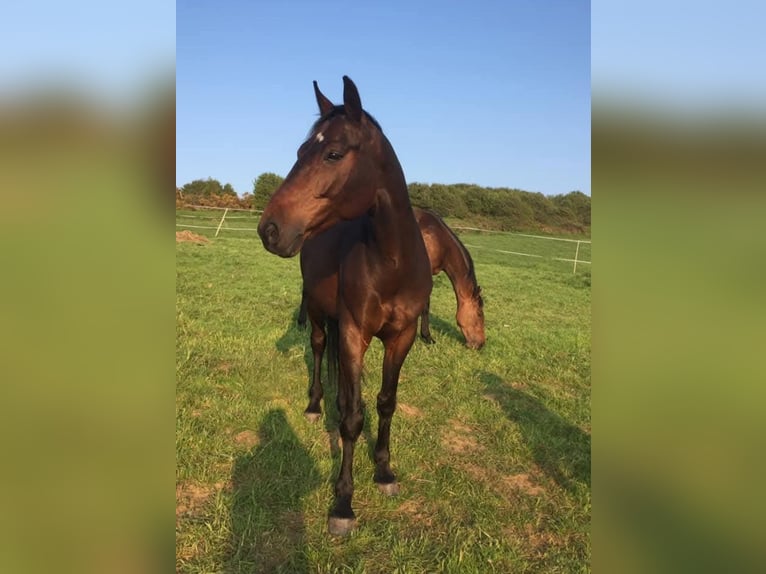 Francés de silla (Selle francais) Caballo castrado 12 años 163 cm Morcillo in Leyr