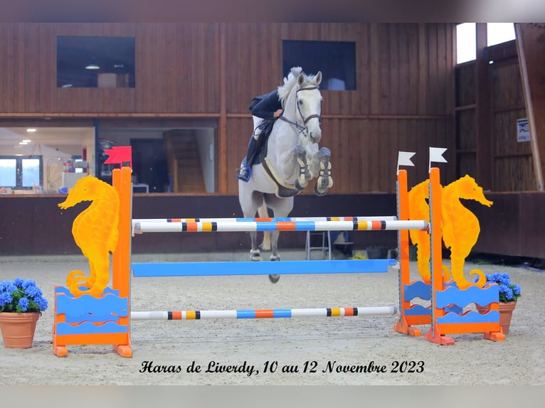 Francés de silla (Selle francais) Caballo castrado 12 años 172 cm Tordo in Vernou-la-Celle-sur-Seine