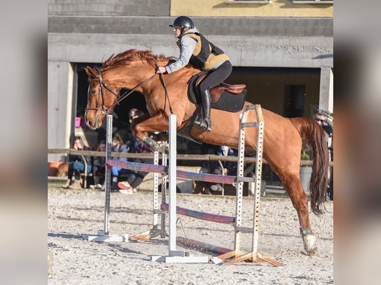 Francés de silla (Selle francais) Caballo castrado 12 años 174 cm Alazán in Luriecq