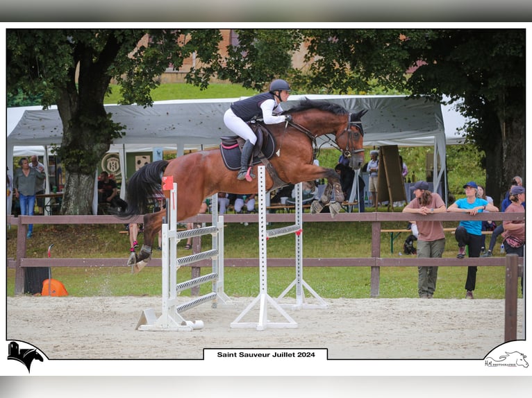 Francés de silla (Selle francais) Caballo castrado 12 años 175 cm Castaño in Essoyes