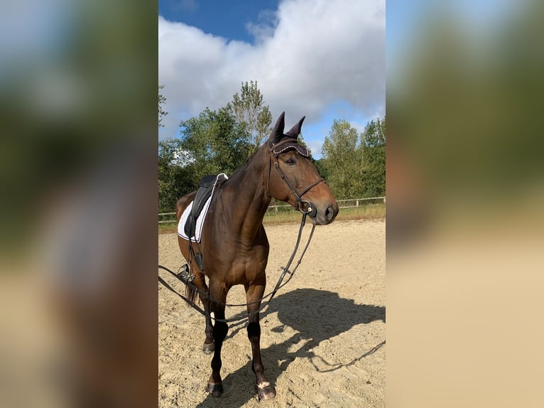 Francés de silla (Selle francais) Caballo castrado 12 años 175 cm Castaño in Saint Thomas