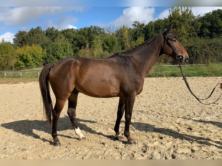 Francés de silla (Selle francais) Caballo castrado 12 años 175 cm Castaño in Saint Thomas