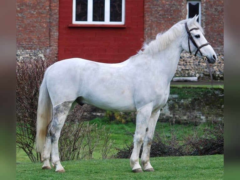 Francés de silla (Selle francais) Caballo castrado 13 años 139 cm White/Blanco in Braine-L&#39;Alleud