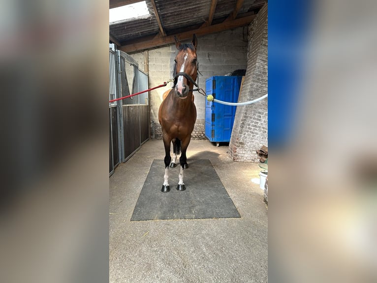 Francés de silla (Selle francais) Caballo castrado 13 años 160 cm Castaño in Bocholt