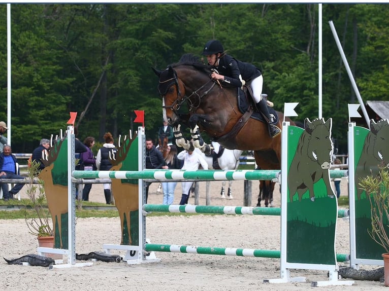 Francés de silla (Selle francais) Caballo castrado 13 años 160 cm Castaño in Bocholt