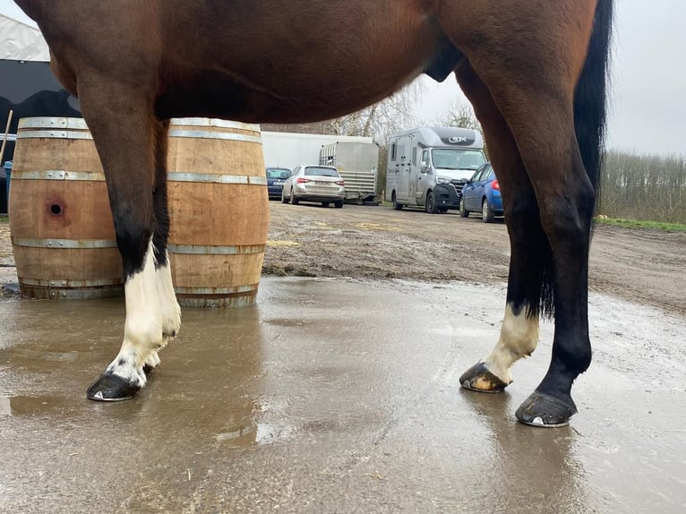 Francés de silla (Selle francais) Caballo castrado 13 años 160 cm Castaño in Bocholt