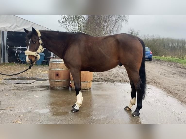 Francés de silla (Selle francais) Caballo castrado 13 años 160 cm Castaño in Bocholt