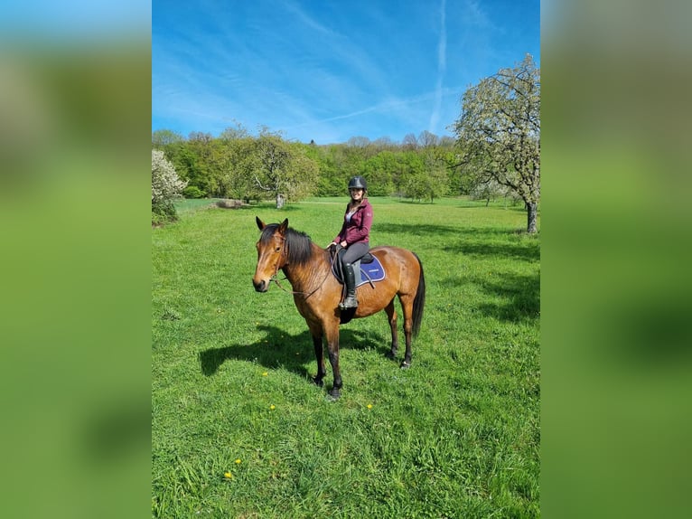 Francés de silla (Selle francais) Caballo castrado 13 años 168 cm Castaño in Voujeaucourt