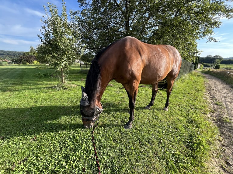 Francés de silla (Selle francais) Caballo castrado 13 años 168 cm Castaño in Voujeaucourt