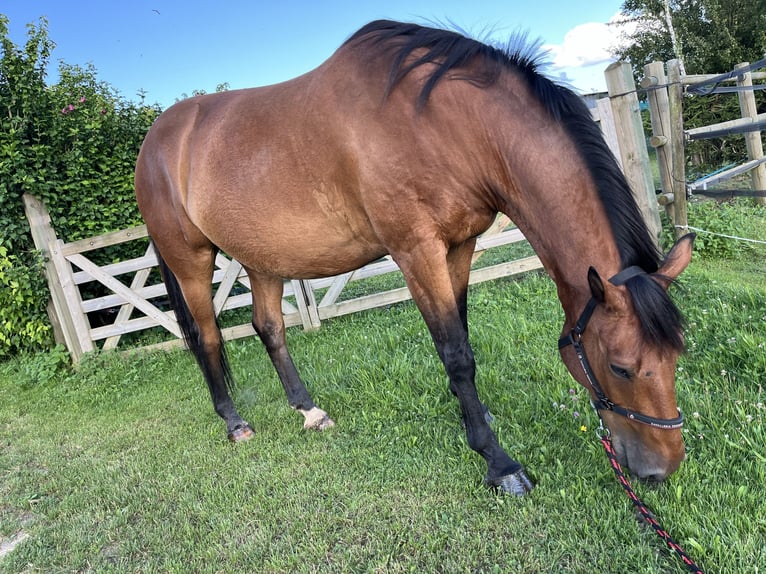 Francés de silla (Selle francais) Caballo castrado 13 años 168 cm Castaño in Voujeaucourt