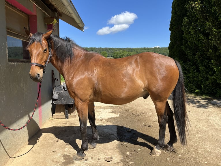 Francés de silla (Selle francais) Caballo castrado 13 años 168 cm Castaño in Voujeaucourt