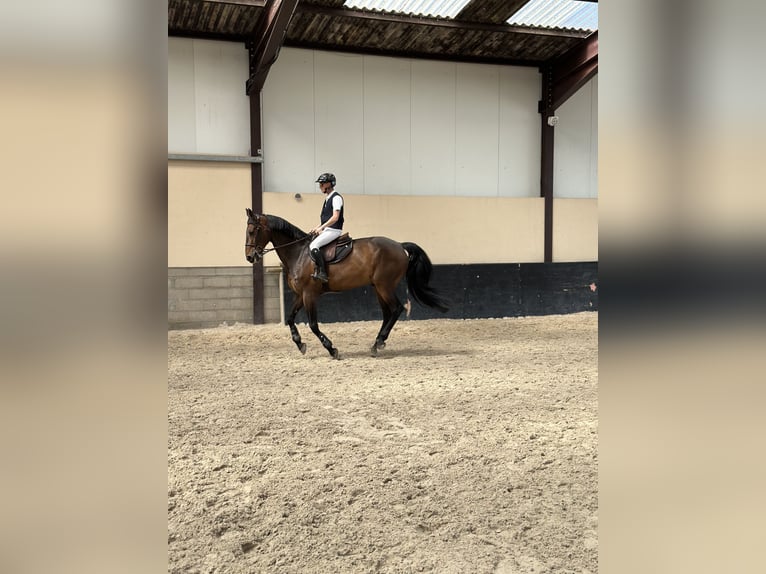 Francés de silla (Selle francais) Caballo castrado 13 años 170 cm Castaño in Hettange grande